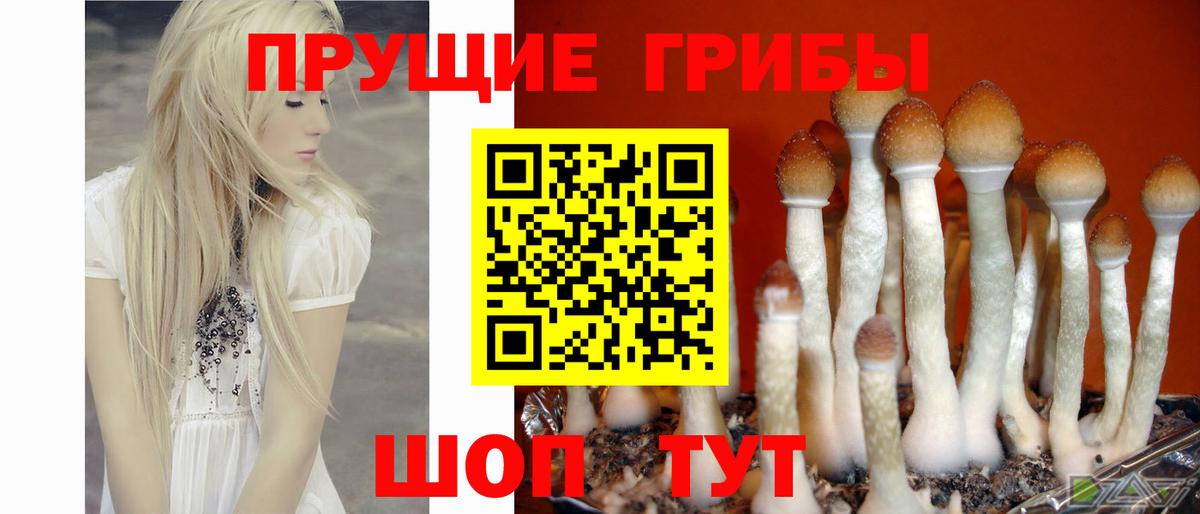 Псилоцибиновые грибы Cubensis Лесной